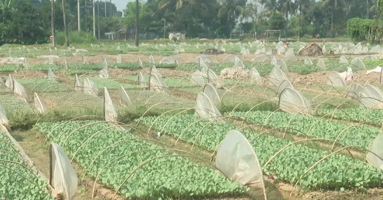 পলিথিনে ঢাকা সবজি বীজতলা